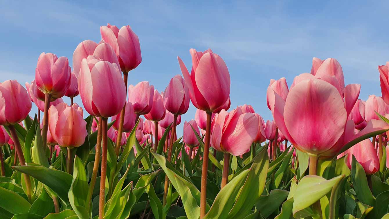 Pink Tulips cover image