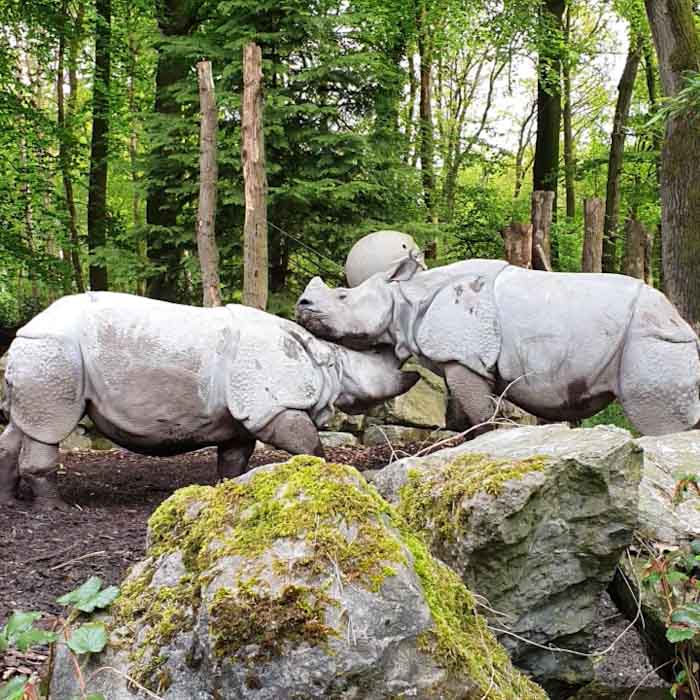 Amersfoort Zoo - Rhinos playing with each other - Discover True Netherlands
