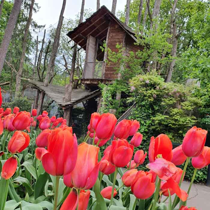 Amersfoort Zoo - Wooden house and tulips - Discover True Netherlands