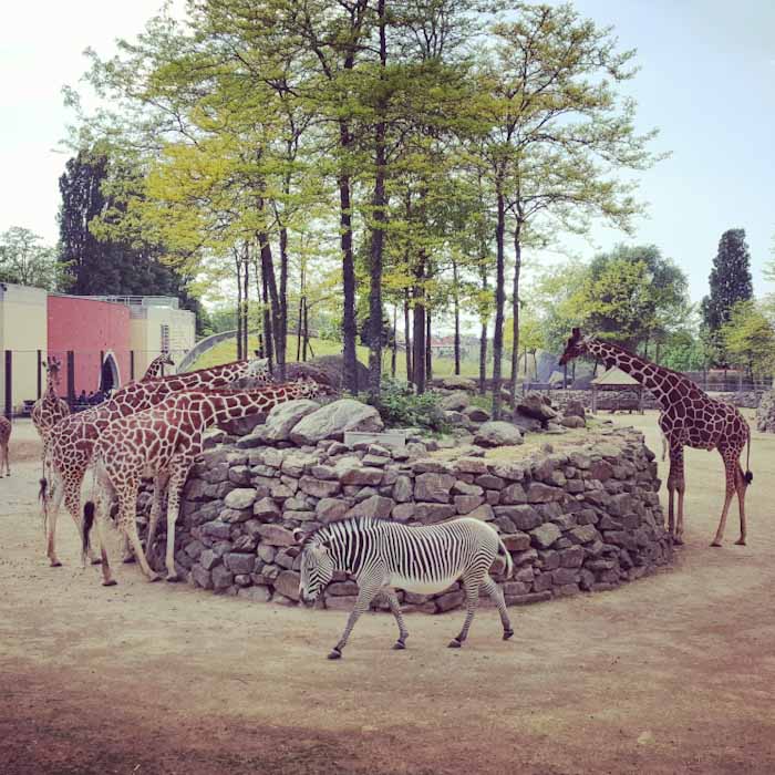 Artis Amsterdam Zoo- Giraffes- Discover True Netherlands