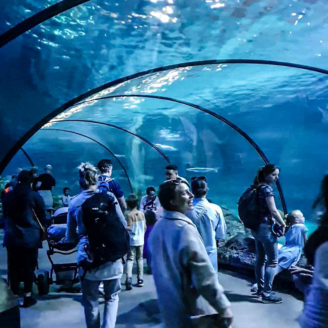 Blijdorp Zoo - Walking through aquarium - Discover True Netherlands