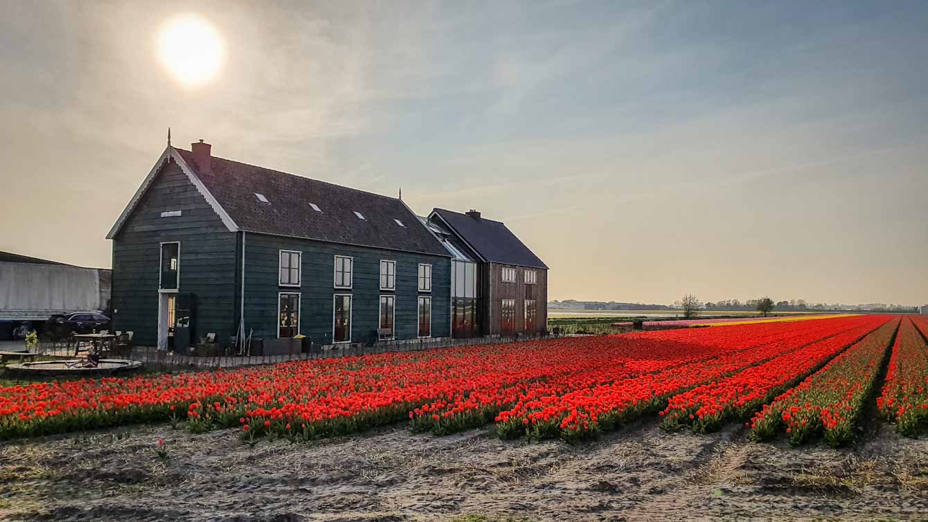 De groene bollenschuur BB - The house standing in the tulip fields - Discover True Netherlands