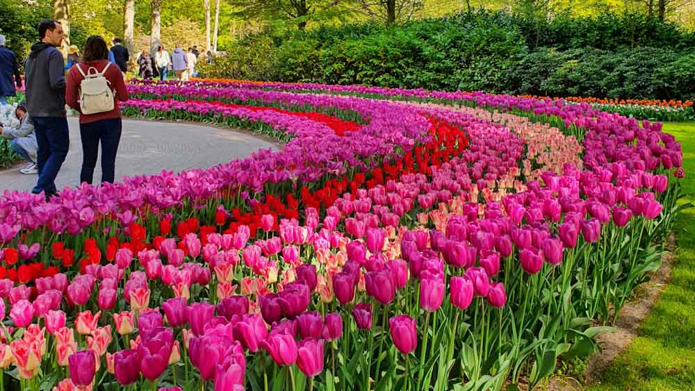 Keukenhof tulip gardens - Tulips - Discover True Netherlands - cover image