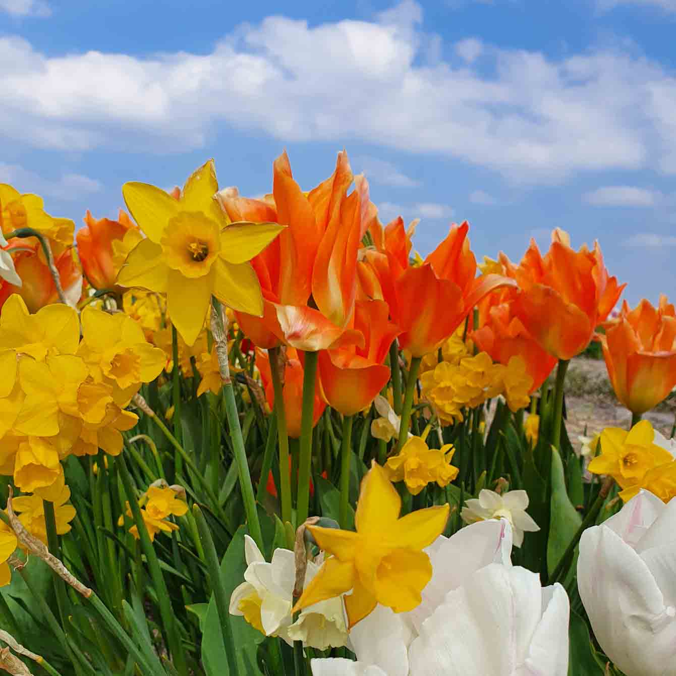 Lisse tulip fields- Mix of daffodils and tulips - Discover True Netherlands
