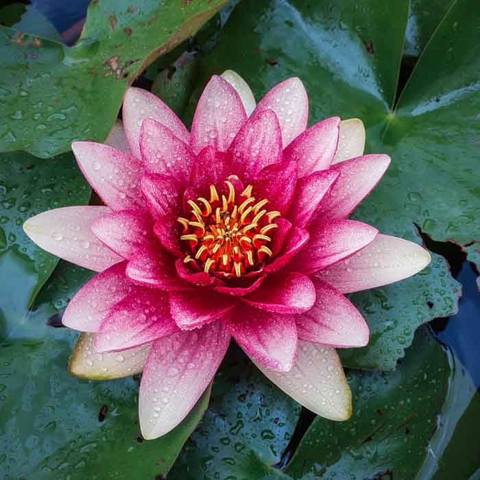 Lotus flower- Discover True Netherlands 1x1