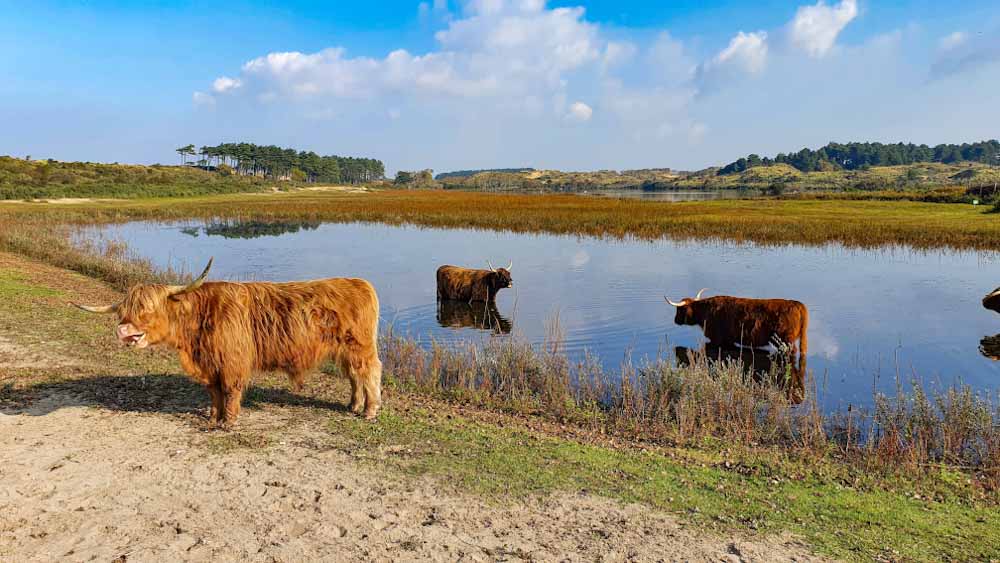 Nationaal Park Zuid-Kennemerland bisons - Discover True Netherlands - cover image