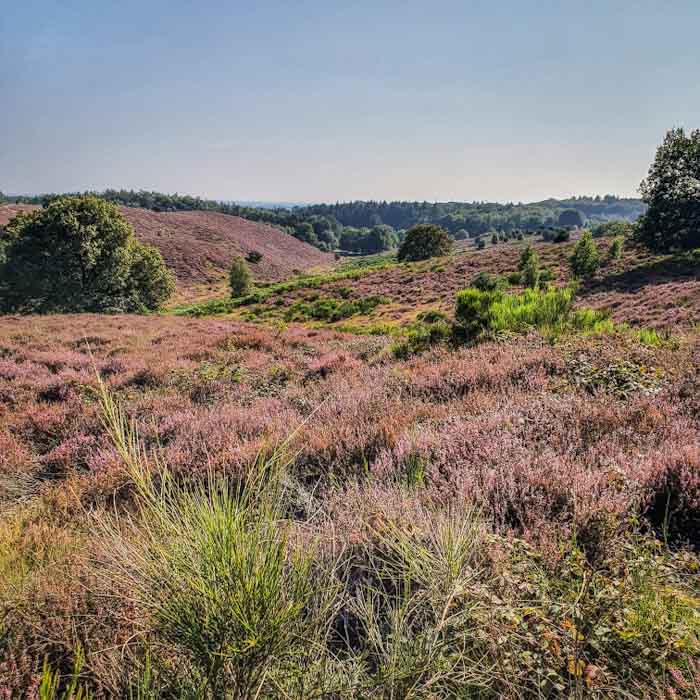 Posbank heather fields in Veluwe - Discover True Netherlands 1x1