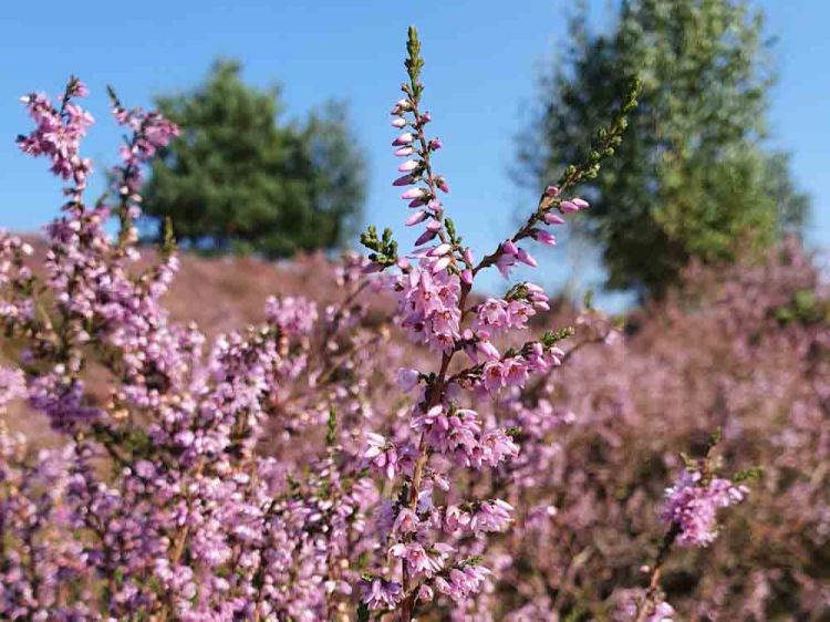 Posbank Heide heather fields
