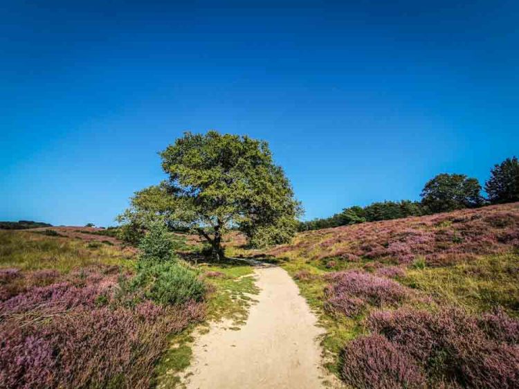Posbank Heide Heather path