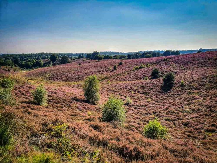 Posbank Heide hills