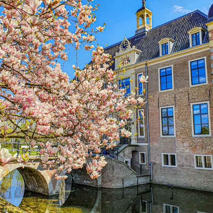 Ruurlo Castle with magnolias - Discover True Netherlands
