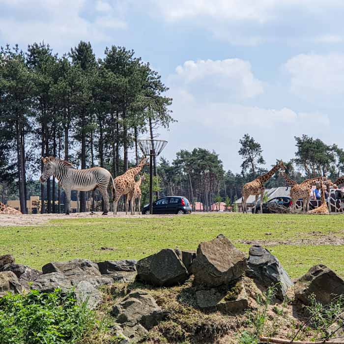 Safari park Beekse Bergen- Giraffes- Discover True Netherlands