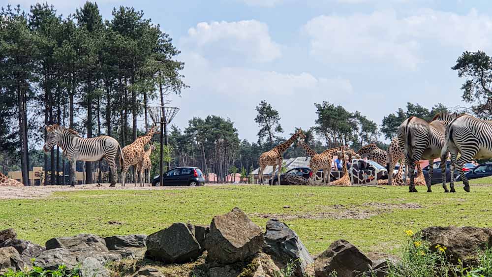 Safari Park Beekse Bergen- Giraffes- Discover True Netherlands - cover image