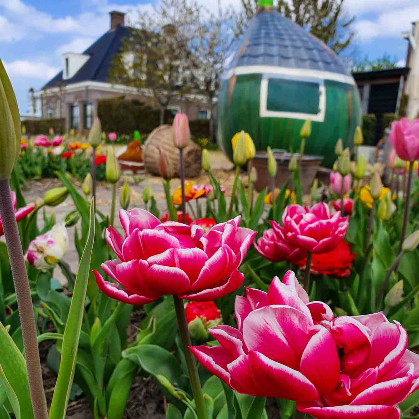 Tulip farm De Tulperij- View to the farm building- Discover True Netherlands