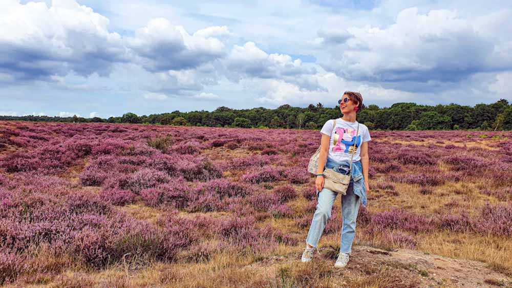 👍 Our favorite Heather Fields in the Netherlands 