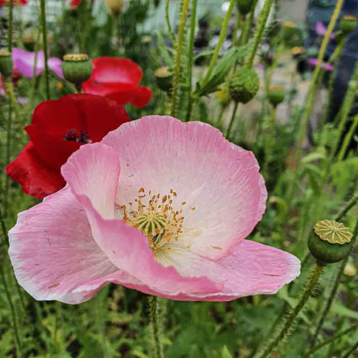 Zaandam pink flower - Discover True Netherlands