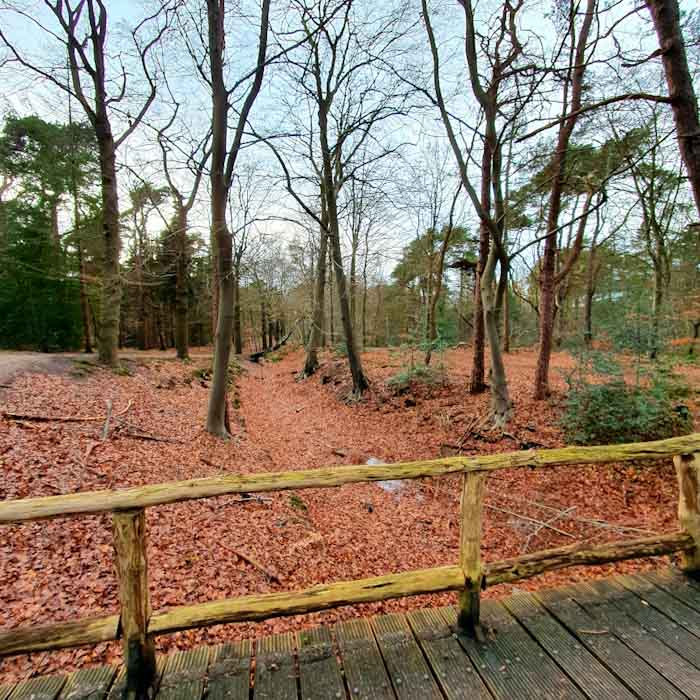 Zeisterbos Forest - Discover True Netherlands