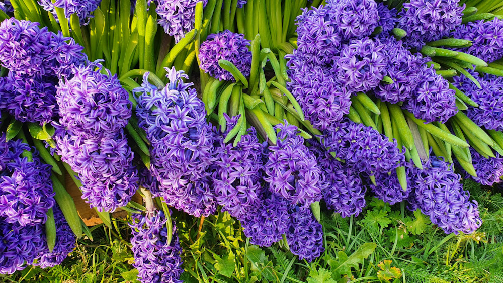 Hiacynt Fields - Discover True Netherlands - cover