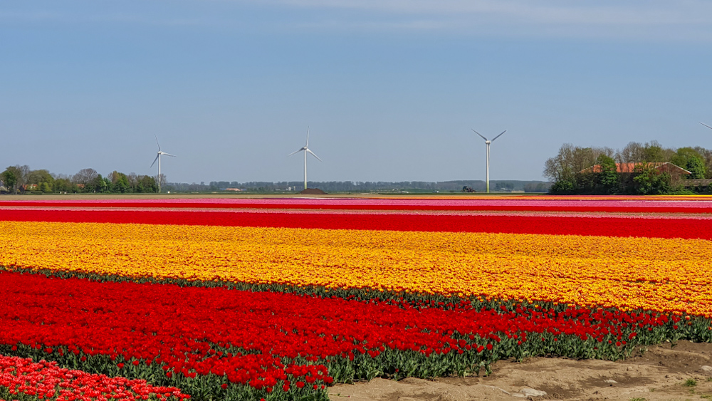 Tulip Fields 1 - Discover True Netherlands - cover