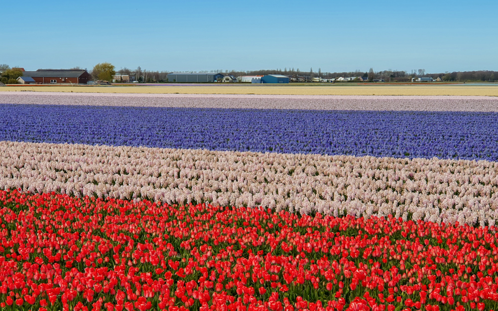 Tulip Fields 11 - Discover True Netherlands - cover
