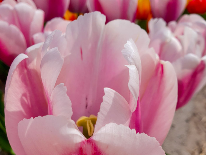 Tulip Fields 17- Discover True Netherlands - 4x3