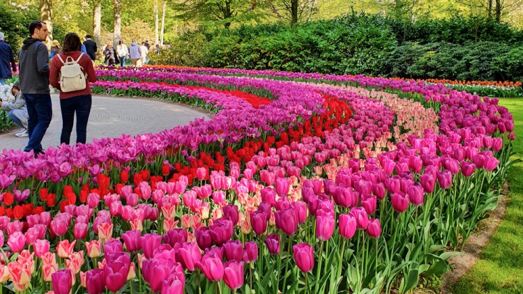 Tulip Fields 21- Discover True Netherlands - cover