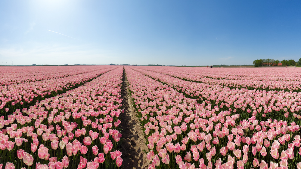 Tulip Fields 4- Discover True Netherlands - cover