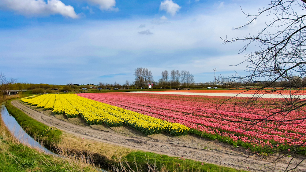 Tulip Fields 6 - Discover True Netherlands - cover