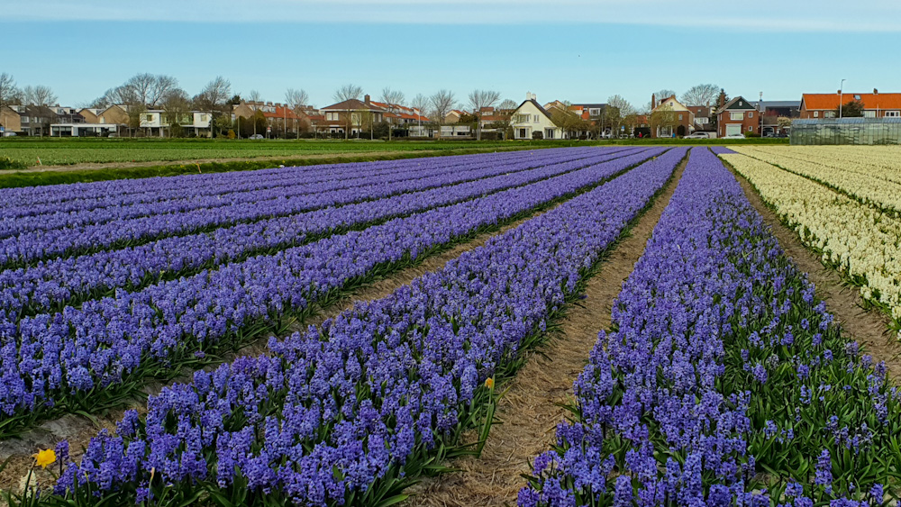 Tulip Fields 9 - Discover True Netherlands - cover