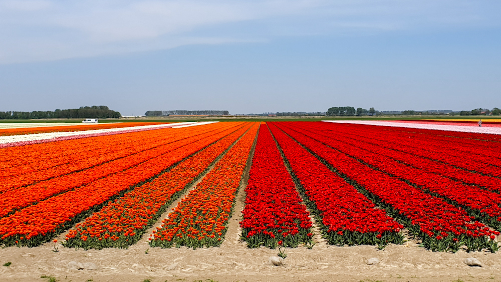 Tulip Fields - Discover True Netherlands - cover